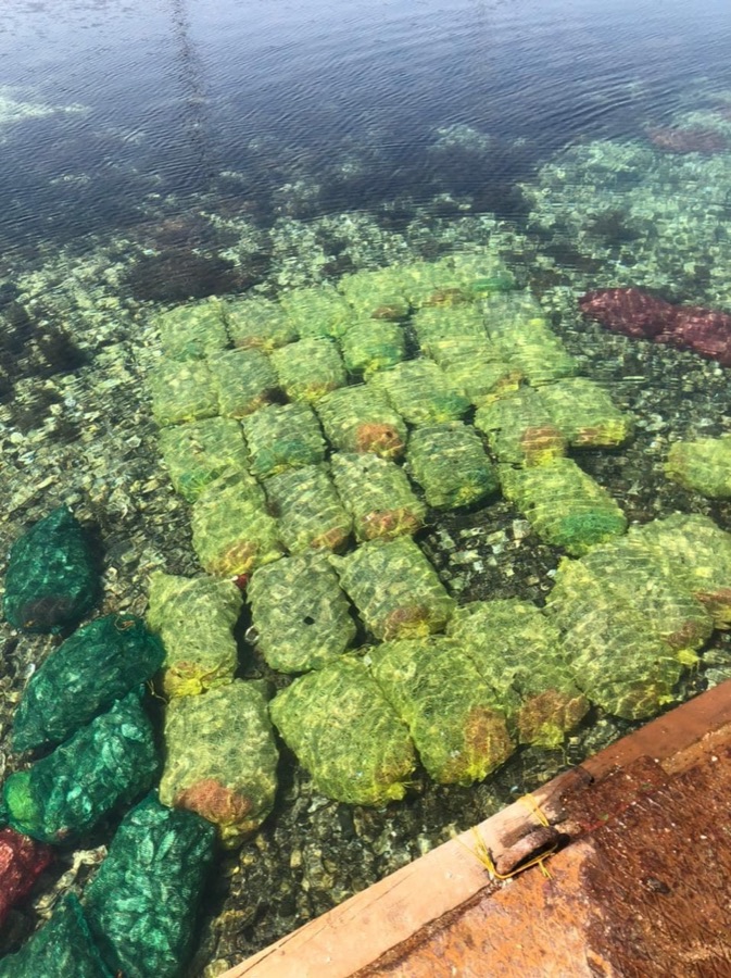 Передержка моллюсков в морской воде