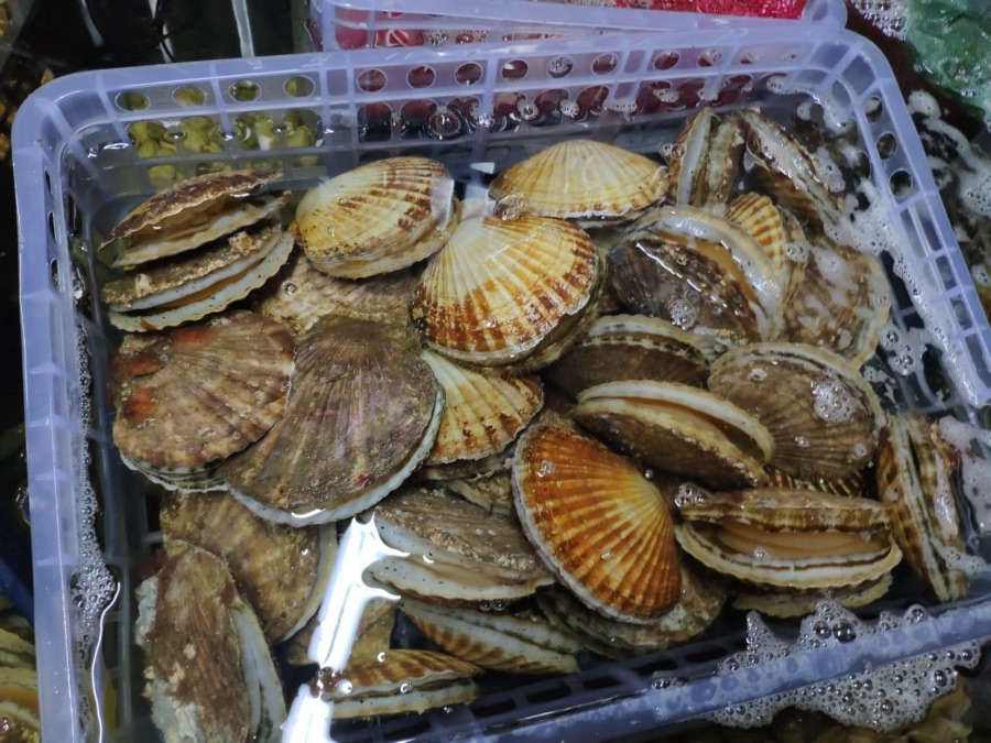 Живой гребешок
