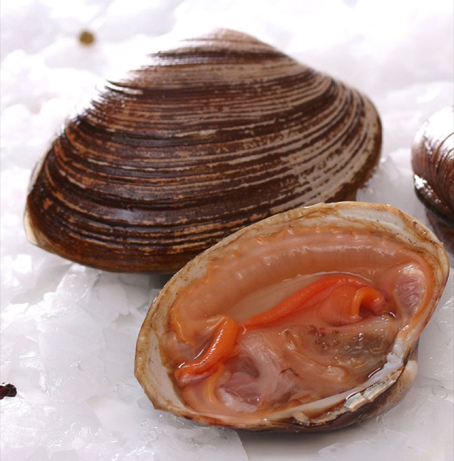 Спизула живая — морепродукты оптом от CEOFOOD
